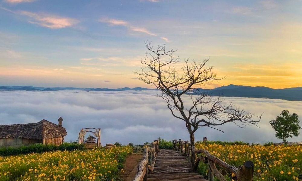 da-lat-in-december-cloud-hunting-sunflowers-festivals